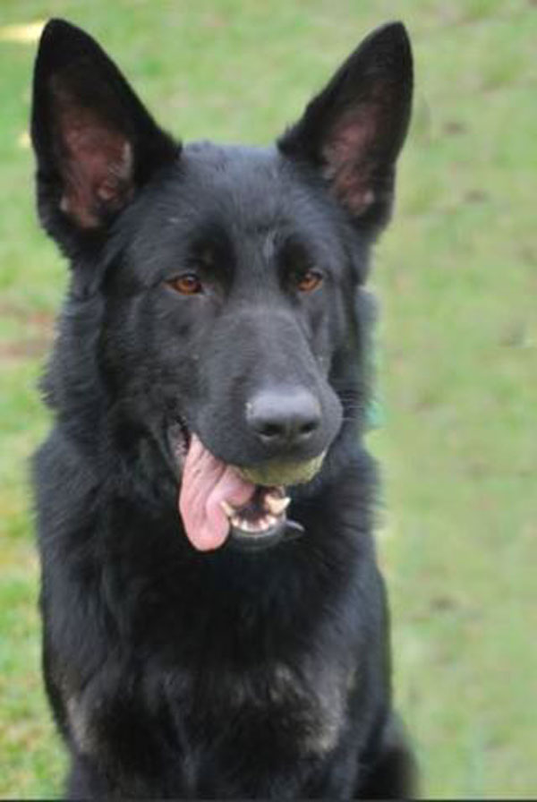 Roston the german shepherd needs a home where he will have the exercise and mental stimulation that he deserves.