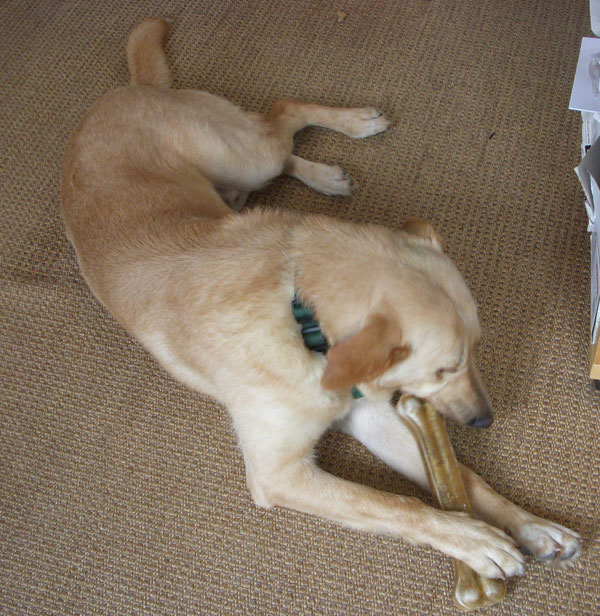 rufus the romanian rescue dog enjoying a big chewy bone
