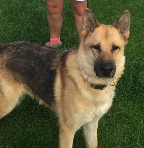 Saxon - handsome gsd boy that needs a home to call his own