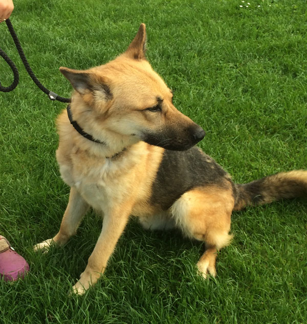 Saxon the german shepherd says - please can you give me a chance?
