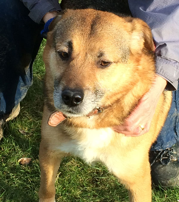 Smiley the gsd cross really does need a home now, a year in kennels is too long