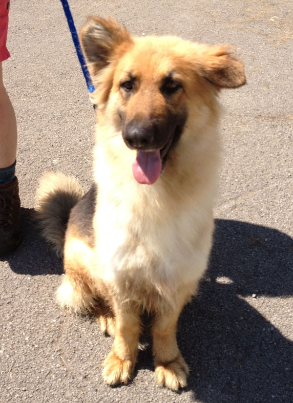 german shepherd rescue near me german shepherd puppies near me german shepherd rescue near me german shepherd puppies near me