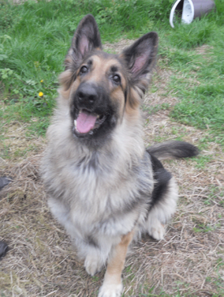 haired german shepherd puppies for adoption german shepherd dogs for adoption and rescue page 16 breeds picture haired german shepherd puppies for adoption german shepherd dogs for adoption and rescue page 16 breeds picture