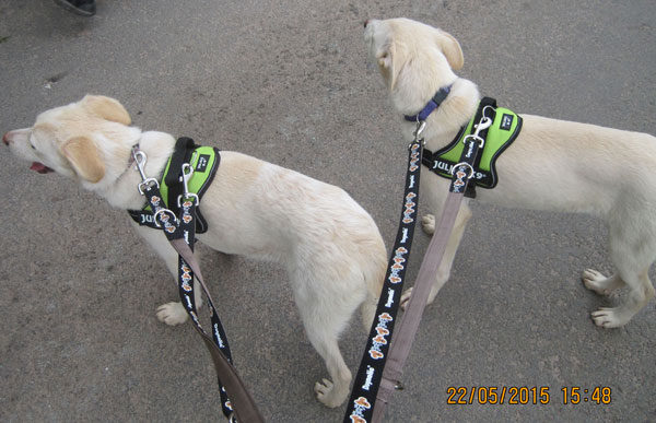 lottie and tottie wearing their new dog harnesses