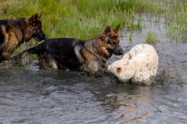 german shepherds playing in water