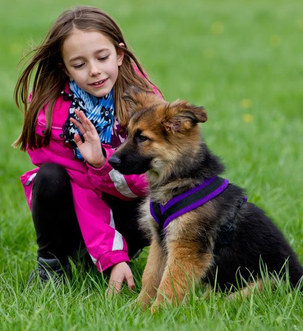 young girl with german shepherd puppy