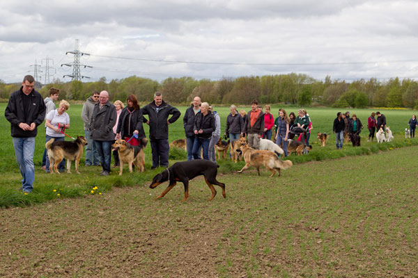 lots of german sheopherds and their owners on a walk