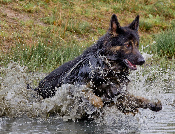 german shepherd jumping in the water