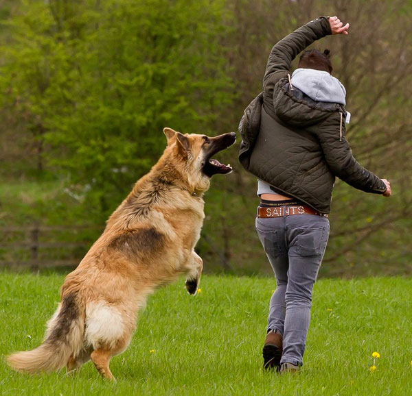 gsd jumping up at his owner