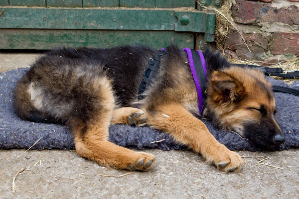 fern german shepherd puppy tired after a long walk