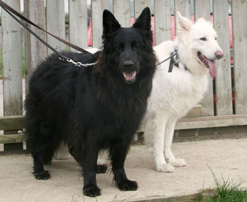 black and white german shepherds
