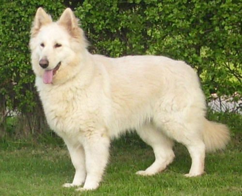 maisie white german shepherd