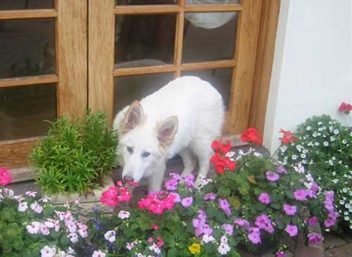 heidi the gsd puppy