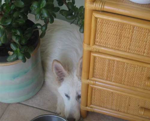 heidi hiding behind a plant