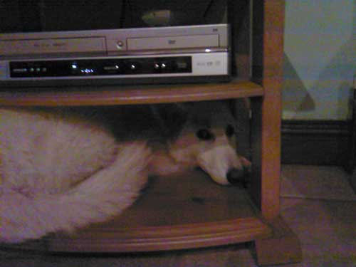 heidi hiding under the stereo