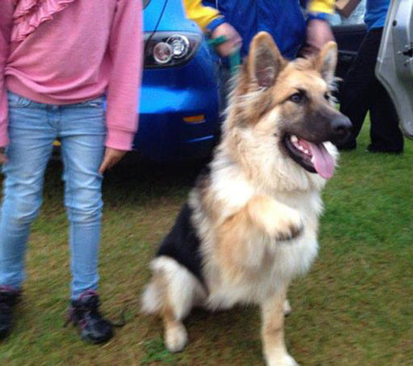 german shepherd holding her paw out