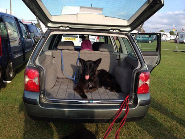 black german shepherd in the back of the car
