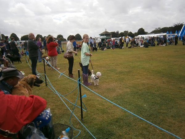more handlers showing their dogs