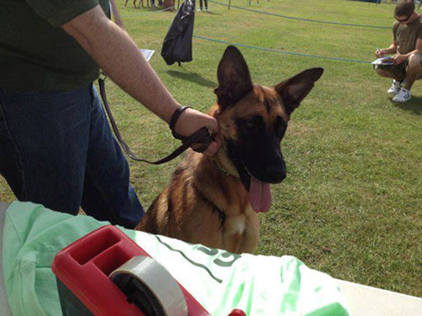 german shepherd looking at the gsdr t shirts