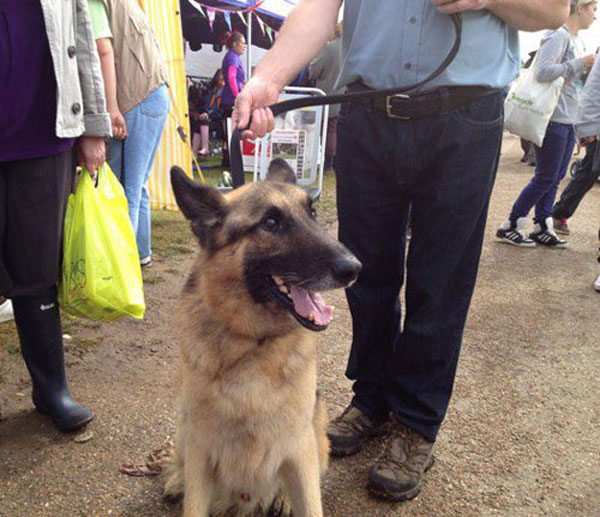 german shepherd sitting patiently