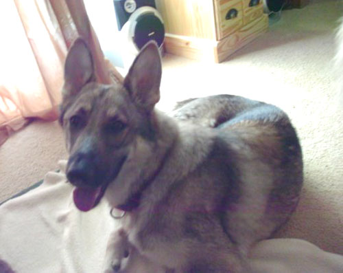 amber gsd