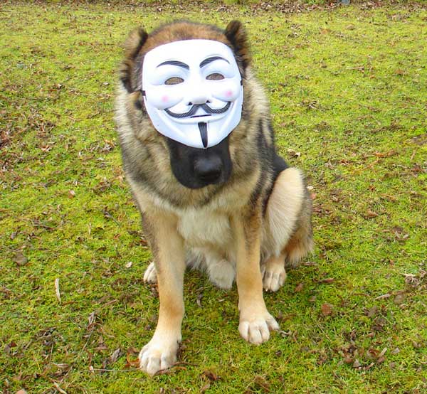 caucasian shepherd saber wearing an anonymous mask