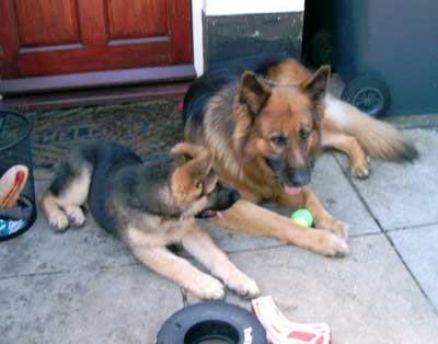 Apollo and Creed the GSD's