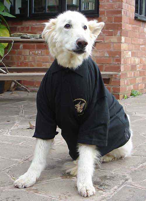 athis the white gsd in a polo shirt