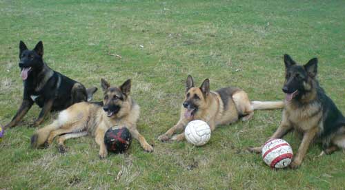 gsd's with footballs