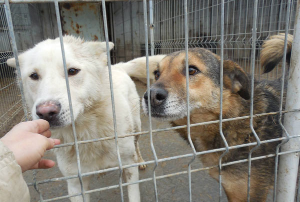 2 dogs imprisoned in the pound