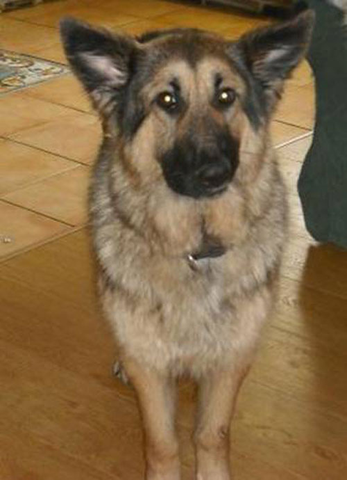 bella female gsd