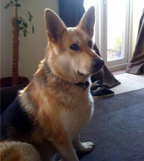 bella gsd