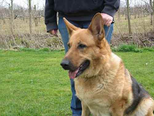 belle the stray gsd