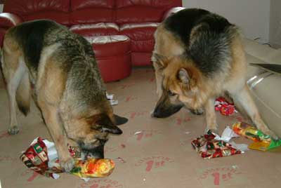 ben and heidi the GSD's opening their Xmas presents