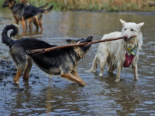 two german shepherds playing with a stick in muddy water