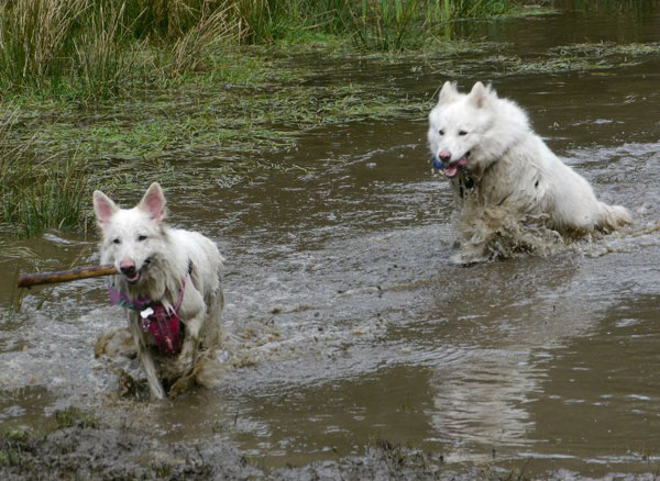 two wet and muddy white german shepherds