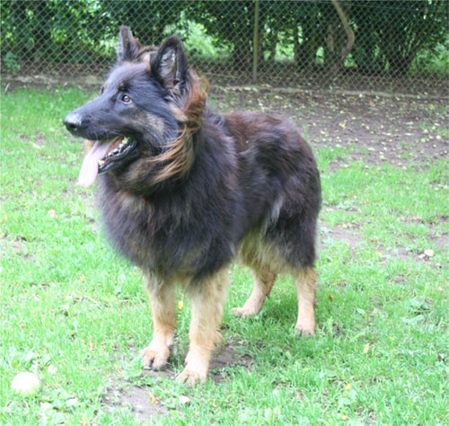 bhindi gsd looking for new home