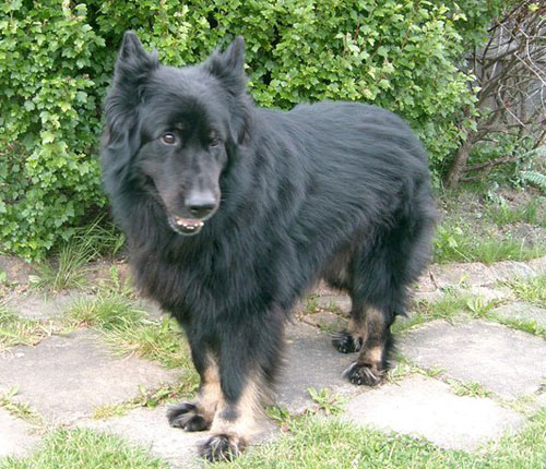 big black gsd