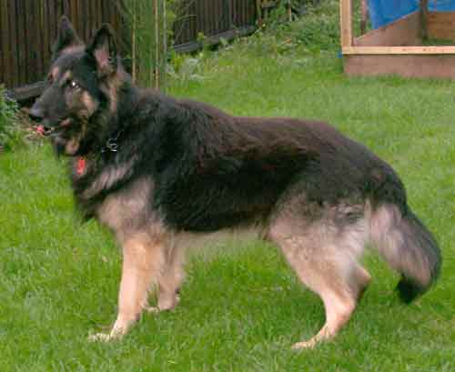 bobby the long coated gsd