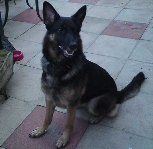 bonnie the 4 year old GSD