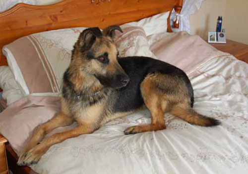 bruno the gsd on the bed