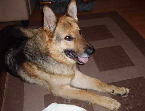 Buddy the gsd