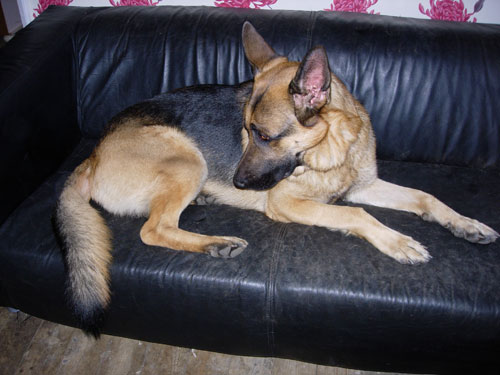 buster gsd lying on the sofa