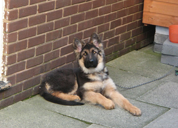 german shepherd puppy