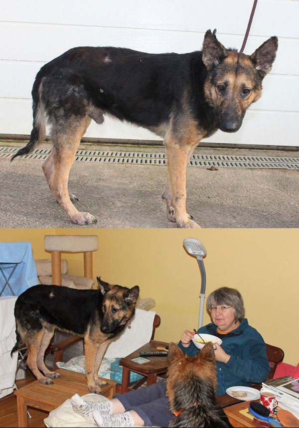 champ romanian rescue who was cover in wounds and scars