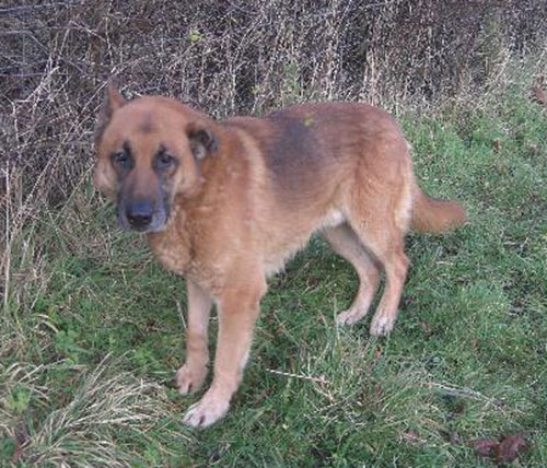 charlie neglected gsd