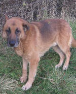 beautiful gsd that came from the dog pound