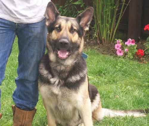 charlie the epileptic dog