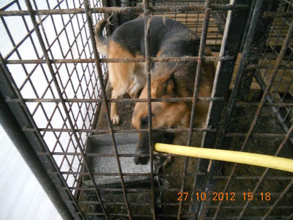 chenko romanian gsd before he came to the UK