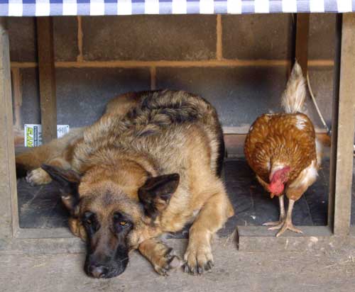 chicken and dog together